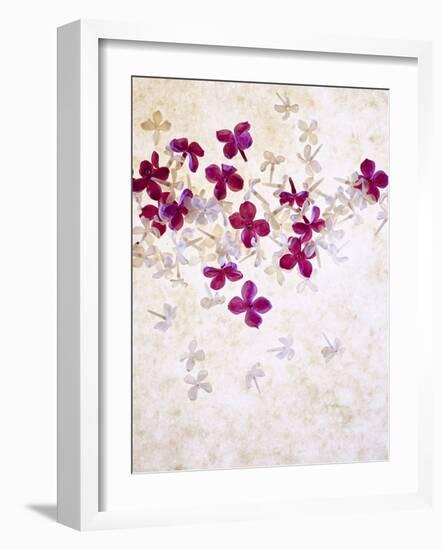 Lilac, Syringa Vulgaris, Blossoms, Pink, White-Axel Killian-Framed Photographic Print