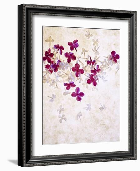 Lilac, Syringa Vulgaris, Blossoms, Pink, White-Axel Killian-Framed Photographic Print