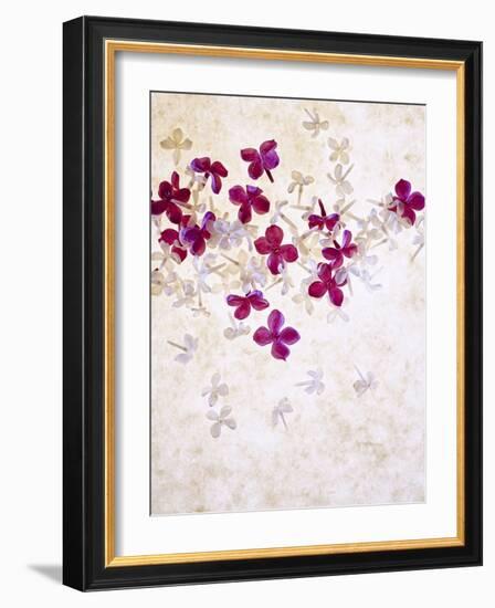 Lilac, Syringa Vulgaris, Blossoms, Pink, White-Axel Killian-Framed Photographic Print