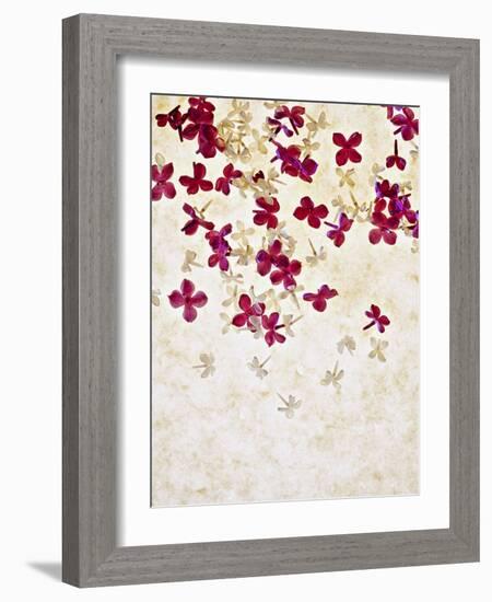 Lilac, Syringa Vulgaris, Blossoms, Pink, White-Axel Killian-Framed Photographic Print