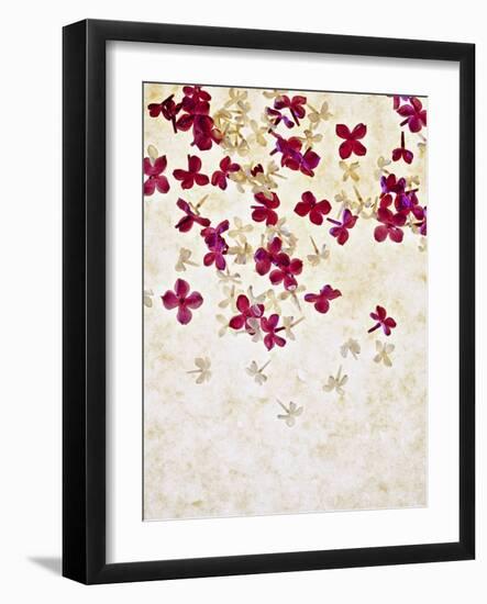 Lilac, Syringa Vulgaris, Blossoms, Pink, White-Axel Killian-Framed Photographic Print