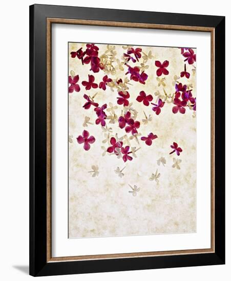 Lilac, Syringa Vulgaris, Blossoms, Pink, White-Axel Killian-Framed Photographic Print