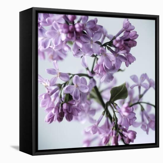 Lilac (Syringa Vulgaris)-Cristina-Framed Premier Image Canvas