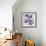 Lilac (Syringa Vulgaris)-Cristina-Framed Premium Photographic Print displayed on a wall