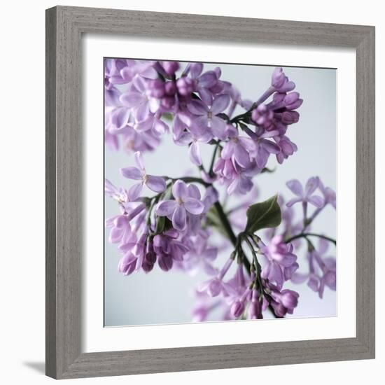 Lilac (Syringa Vulgaris)-Cristina-Framed Premium Photographic Print