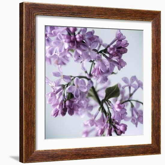 Lilac (Syringa Vulgaris)-Cristina-Framed Premium Photographic Print