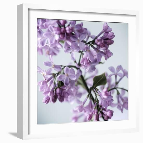 Lilac (Syringa Vulgaris)-Cristina-Framed Premium Photographic Print