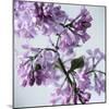 Lilac (Syringa Vulgaris)-Cristina-Mounted Premium Photographic Print