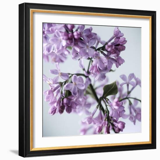 Lilac (Syringa Vulgaris)-Cristina-Framed Premium Photographic Print