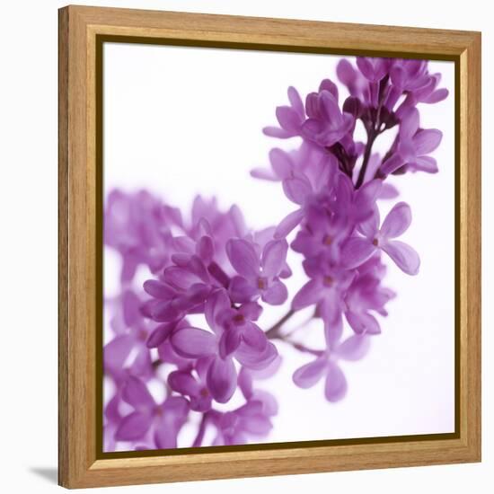 Lilac (Syringa Vulgaris)-Cristina-Framed Premier Image Canvas