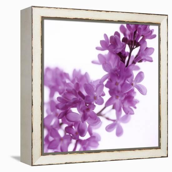 Lilac (Syringa Vulgaris)-Cristina-Framed Premier Image Canvas