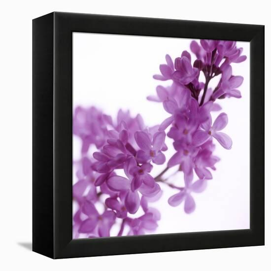 Lilac (Syringa Vulgaris)-Cristina-Framed Premier Image Canvas