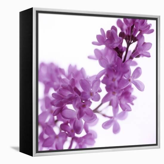 Lilac (Syringa Vulgaris)-Cristina-Framed Premier Image Canvas