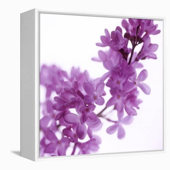 Lilac (Syringa Vulgaris)-Cristina-Framed Premier Image Canvas