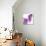 Lilac (Syringa Vulgaris)-Cristina-Premium Photographic Print displayed on a wall