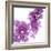 Lilac (Syringa Vulgaris)-Cristina-Framed Premium Photographic Print