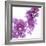 Lilac (Syringa Vulgaris)-Cristina-Framed Premium Photographic Print