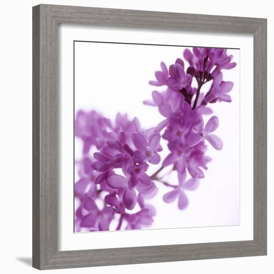 Lilac (Syringa Vulgaris)-Cristina-Framed Premium Photographic Print