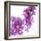 Lilac (Syringa Vulgaris)-Cristina-Framed Premium Photographic Print