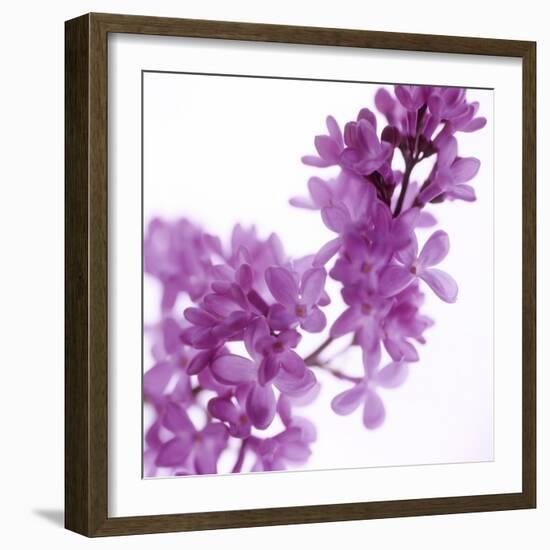 Lilac (Syringa Vulgaris)-Cristina-Framed Premium Photographic Print