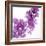 Lilac (Syringa Vulgaris)-Cristina-Framed Premium Photographic Print