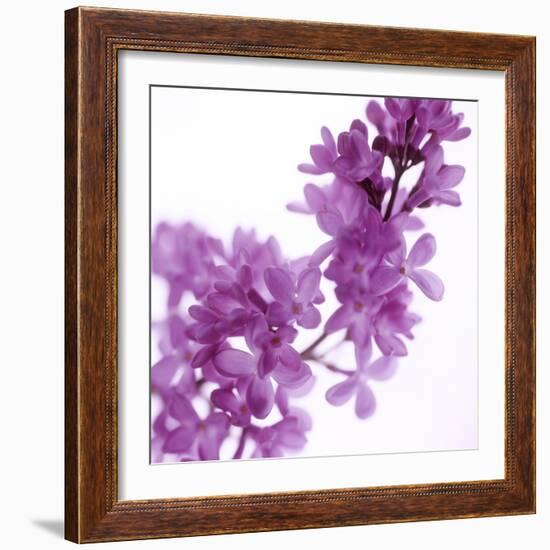 Lilac (Syringa Vulgaris)-Cristina-Framed Premium Photographic Print