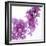 Lilac (Syringa Vulgaris)-Cristina-Framed Premium Photographic Print