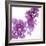 Lilac (Syringa Vulgaris)-Cristina-Framed Premium Photographic Print