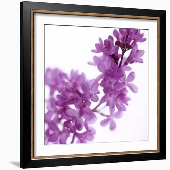 Lilac (Syringa Vulgaris)-Cristina-Framed Premium Photographic Print