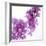 Lilac (Syringa Vulgaris)-Cristina-Framed Premium Photographic Print