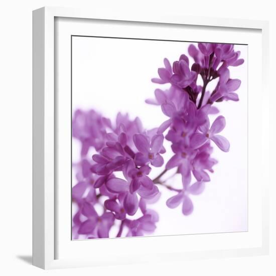 Lilac (Syringa Vulgaris)-Cristina-Framed Premium Photographic Print