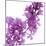 Lilac (Syringa Vulgaris)-Cristina-Mounted Premium Photographic Print