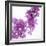 Lilac (Syringa Vulgaris)-Cristina-Framed Premium Photographic Print