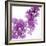 Lilac (Syringa Vulgaris)-Cristina-Framed Premium Photographic Print