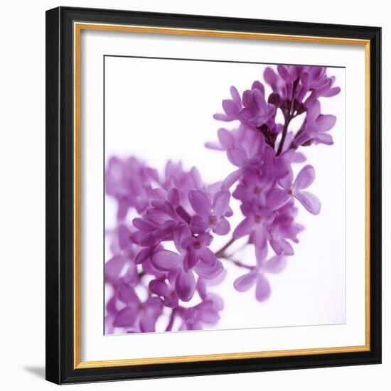 Lilac (Syringa Vulgaris)-Cristina-Framed Premium Photographic Print