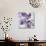 Lilac (Syringa Vulgaris)-Cristina-Photographic Print displayed on a wall