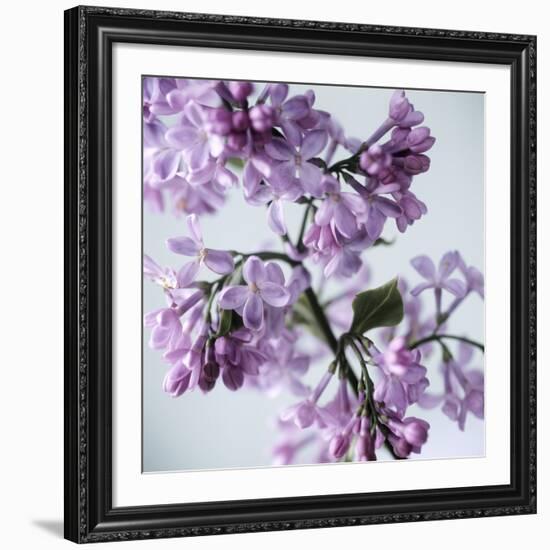 Lilac (Syringa Vulgaris)-Cristina-Framed Photographic Print