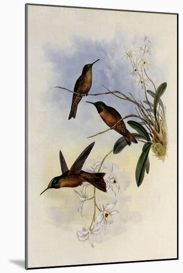 Lilac-Throat, Phaiolaima Rubinoides-John Gould-Mounted Giclee Print