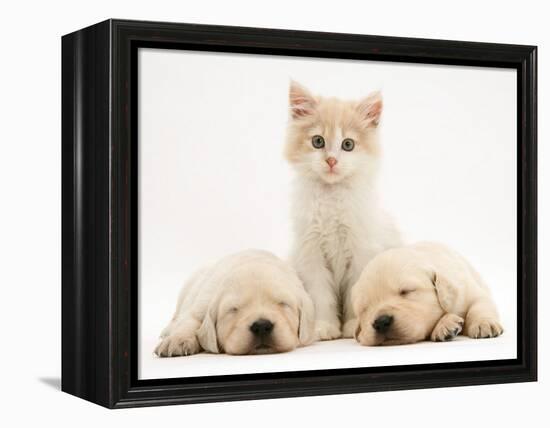 Lilac Tortoiseshell Kitten Between Two Sleeping Golden Retriever Puppies-Jane Burton-Framed Premier Image Canvas