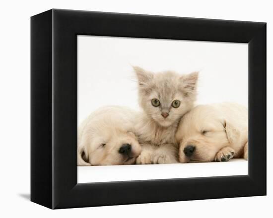 Lilac Tortoiseshell Kitten Between Two Sleeping Golden Retriever Puppies-Jane Burton-Framed Premier Image Canvas