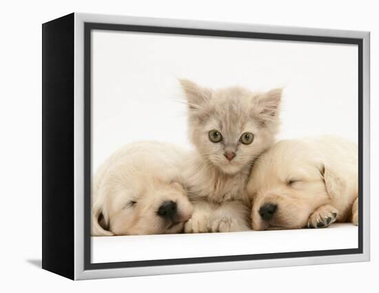 Lilac Tortoiseshell Kitten Between Two Sleeping Golden Retriever Puppies-Jane Burton-Framed Premier Image Canvas