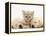 Lilac Tortoiseshell Kitten Between Two Sleeping Golden Retriever Puppies-Jane Burton-Framed Premier Image Canvas