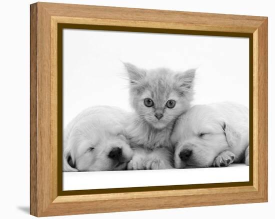 Lilac Tortoiseshell Kitten Between Two Sleeping Golden Retriever Puppies-Jane Burton-Framed Premier Image Canvas