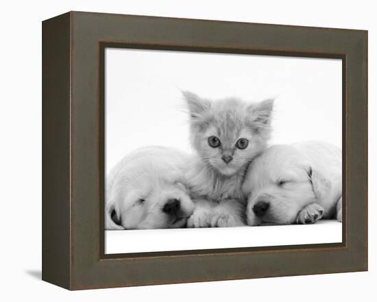 Lilac Tortoiseshell Kitten Between Two Sleeping Golden Retriever Puppies-Jane Burton-Framed Premier Image Canvas