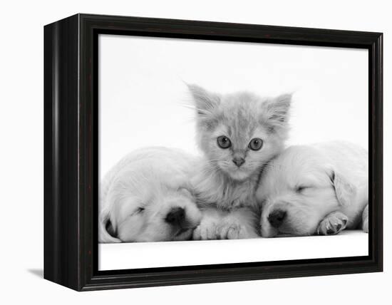 Lilac Tortoiseshell Kitten Between Two Sleeping Golden Retriever Puppies-Jane Burton-Framed Premier Image Canvas