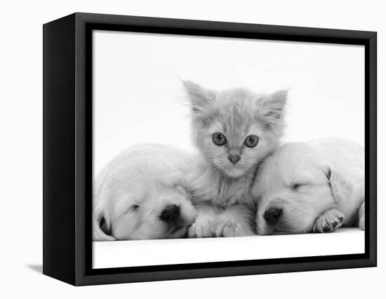 Lilac Tortoiseshell Kitten Between Two Sleeping Golden Retriever Puppies-Jane Burton-Framed Premier Image Canvas