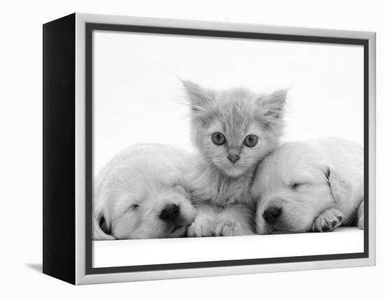 Lilac Tortoiseshell Kitten Between Two Sleeping Golden Retriever Puppies-Jane Burton-Framed Premier Image Canvas