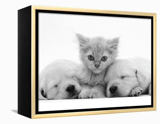 Lilac Tortoiseshell Kitten Between Two Sleeping Golden Retriever Puppies-Jane Burton-Framed Premier Image Canvas