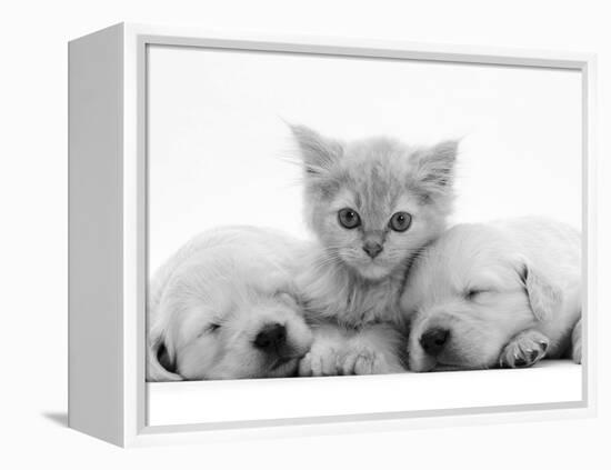 Lilac Tortoiseshell Kitten Between Two Sleeping Golden Retriever Puppies-Jane Burton-Framed Premier Image Canvas