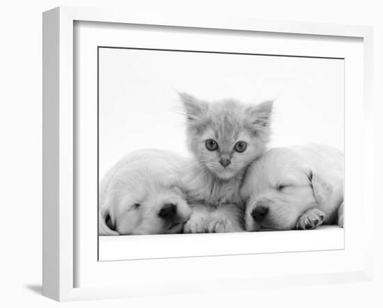 Lilac Tortoiseshell Kitten Between Two Sleeping Golden Retriever Puppies-Jane Burton-Framed Premium Photographic Print